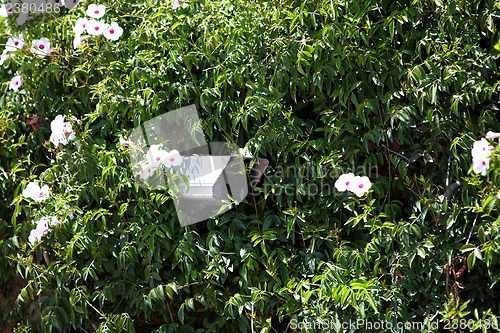 Image of Security camera hidden in greenery