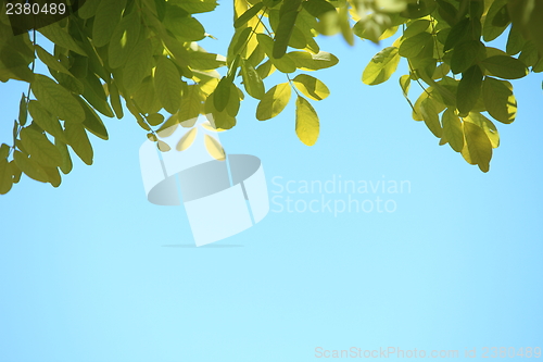 Image of Fresh green leaves against a blue sky