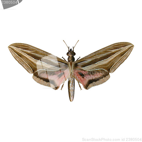 Image of Silver-striped Hawk-Moth