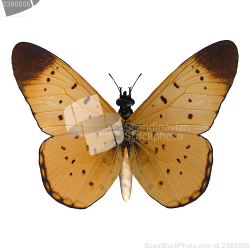 Image of Yellow Coster Butterfly