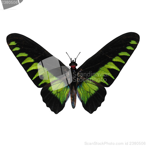 Image of Rajah Brooke's Birdwing