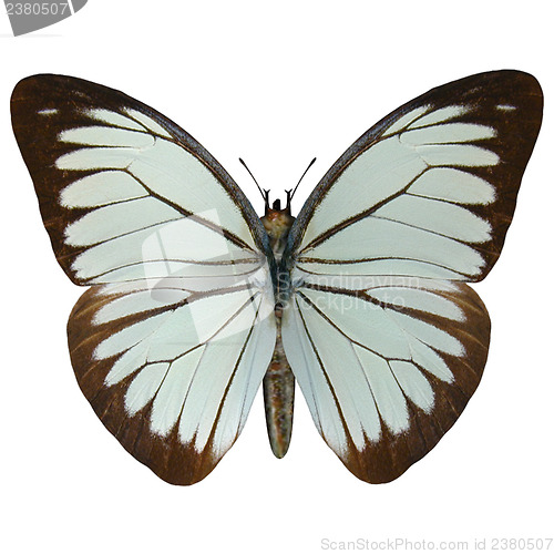 Image of Pine White Butterfly