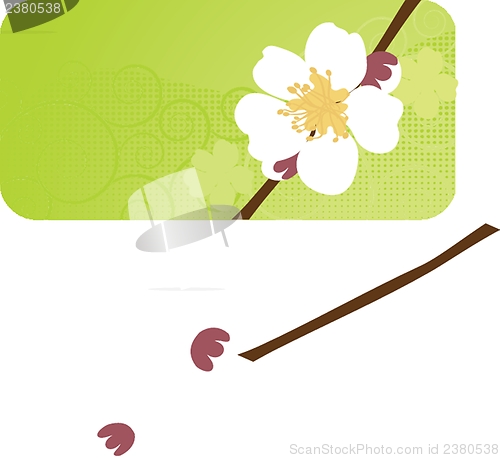 Image of Cherry blossom ,sakura flower.