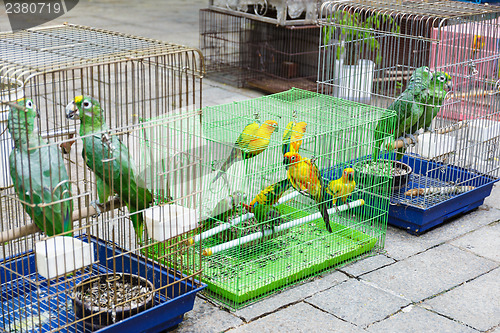 Image of Bird for sell in Hong Kong