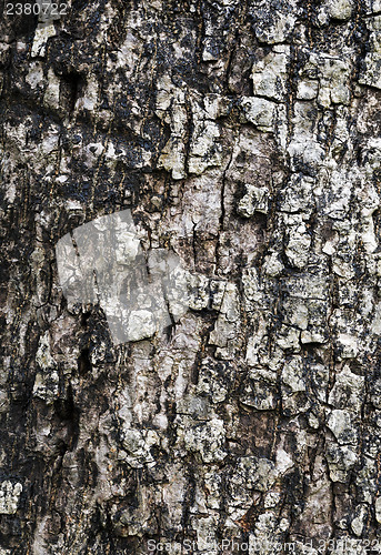 Image of Tree bark texture