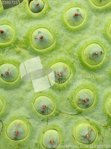 Image of Lotus seed pod close up
