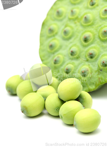 Image of Fresh lotus seeds and pod
