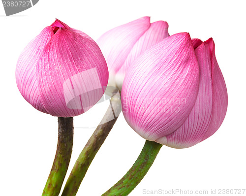 Image of Bouquet lotus buds