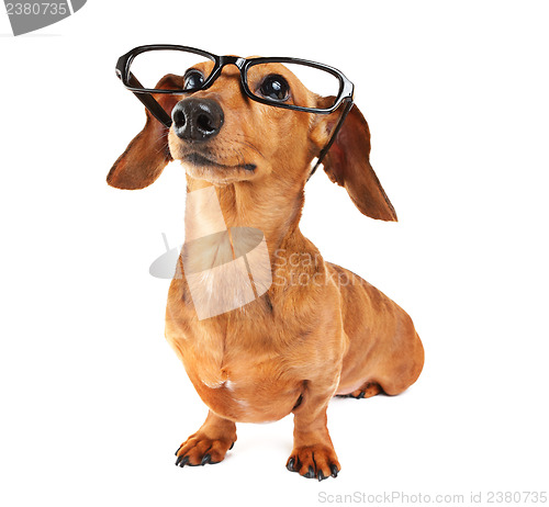 Image of Dachshund dog with glasses