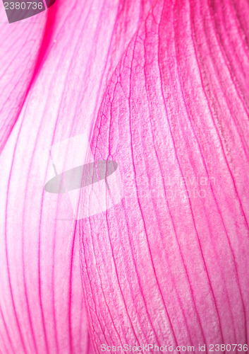 Image of Pink lotus petal