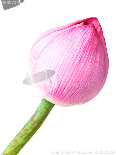 Image of Single lotus buds