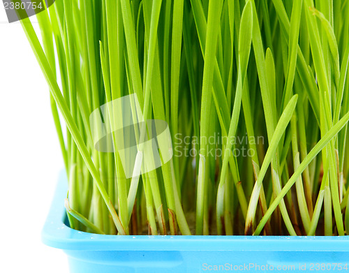 Image of Wheatgrass close up