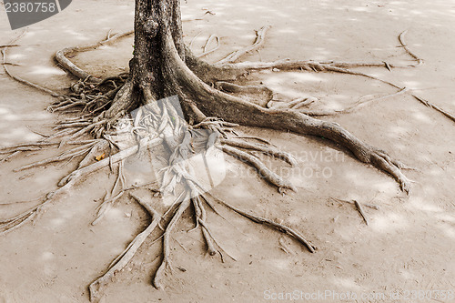 Image of Tree root on dried land