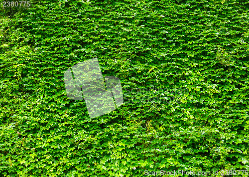 Image of Green ivy leaves wall