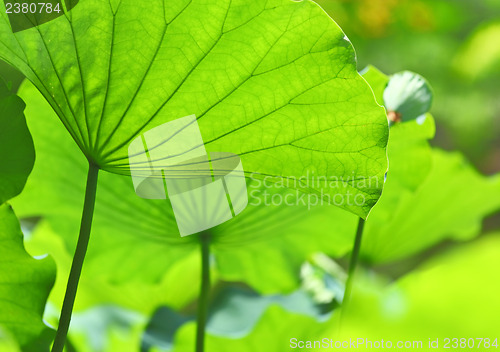 Image of Lotus pond