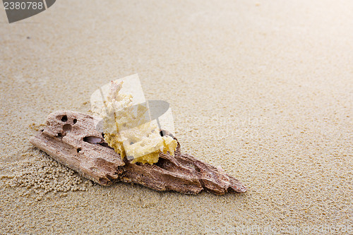 Image of Driftwood and coral on beach