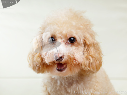 Image of Dog poodle smile