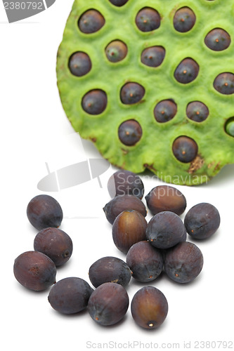 Image of Fresh lotus ripe seed and pod