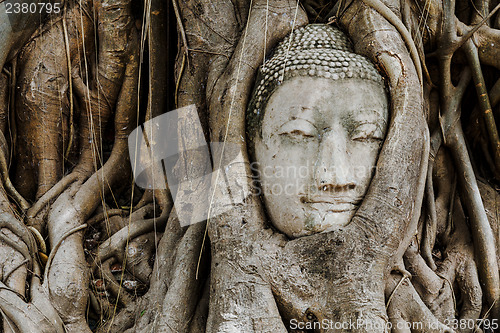 Image of Head of Buddha in a tree trunk, Wat Mahathat