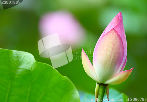 Image of Lotus bud in pond