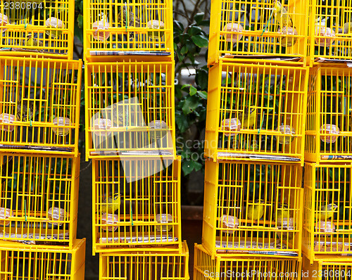 Image of Birds in cage at birds market in Hongkong