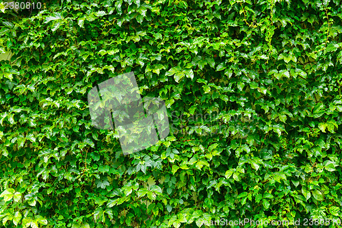 Image of Green plant wall