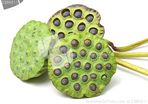 Image of Bouquet of Lotus seed pod