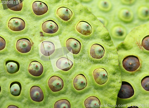 Image of Lotus seed pod