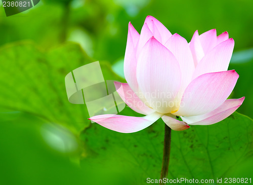 Image of Lotus in pond