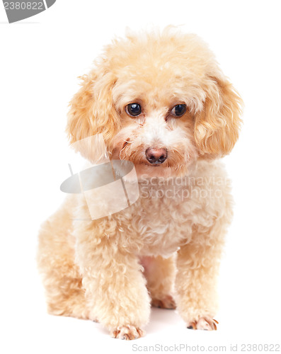 Image of Dog poodle 