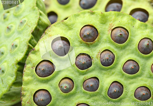 Image of Lotus seed pod