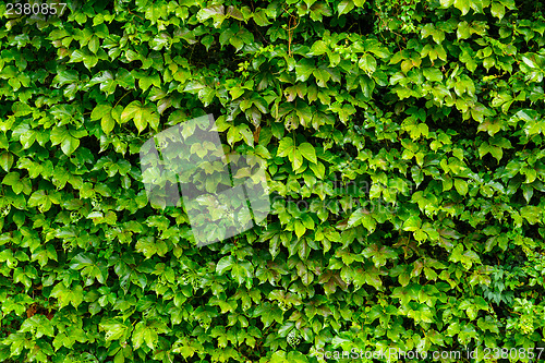 Image of Green ivy leaves wall