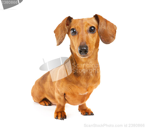 Image of Dachshund dog portrait