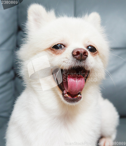 Image of Pomeranian dog yelling