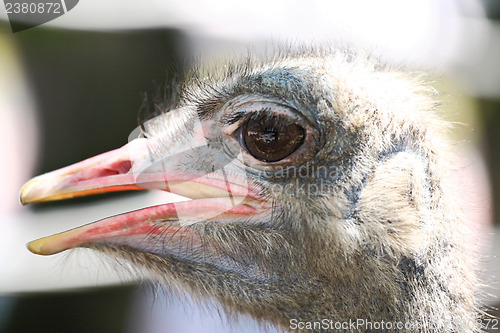 Image of Ostrich bird