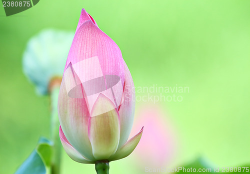Image of Lotus bud in pond