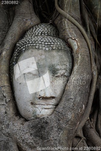 Image of Head of Buddha in a tree trunk, Wat Mahathat