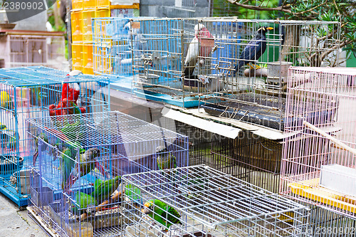 Image of Bird for sell in bird park