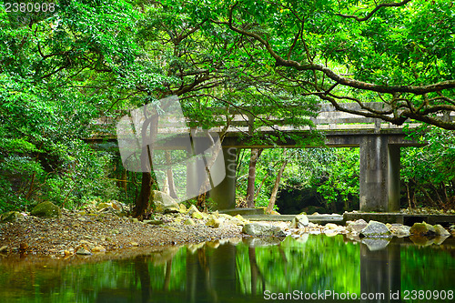 Image of Forest with lake