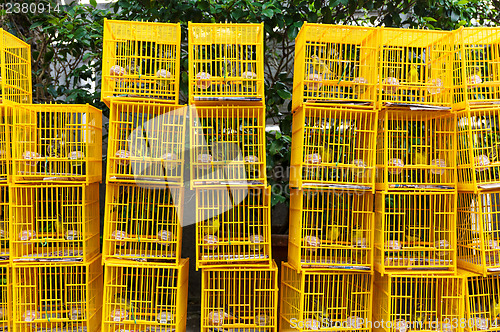 Image of Birds in cage at birds market in Hongkong