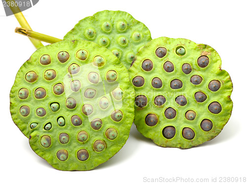 Image of Bouquet of Lotus seed pod