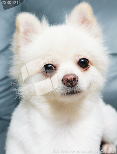 Image of Pomeranian dog