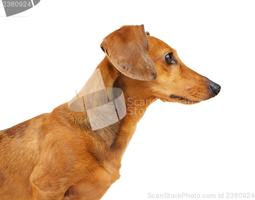 Image of Dachshund dog