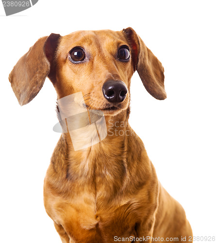 Image of Dachshund dog