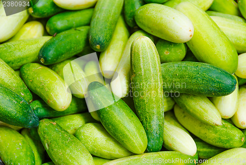 Image of Green Cucumbers