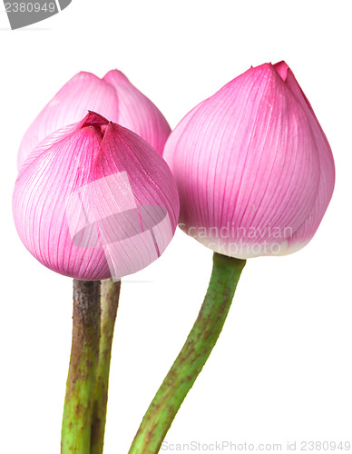 Image of Bouquet lotus buds