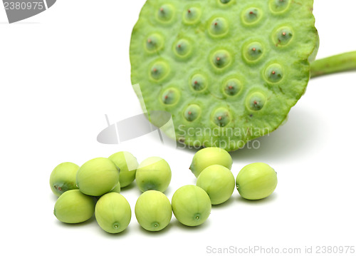 Image of Lotus pad and seed