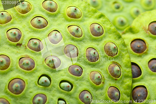 Image of Lotus seed pod close up