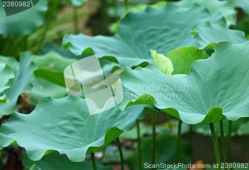 Image of Lotus pond