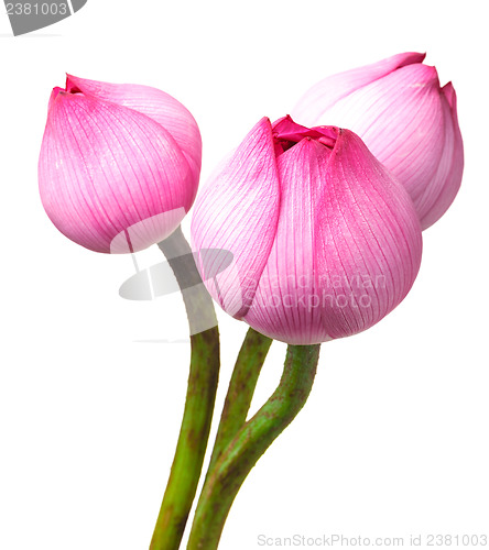 Image of Bouquet lotus buds isolated on white background